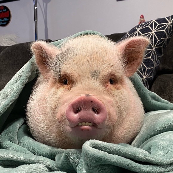 Why I Posh - Picture 4 of 16